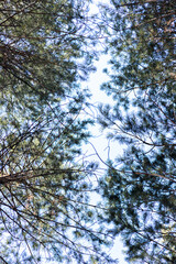pine branches against a clear blue sky