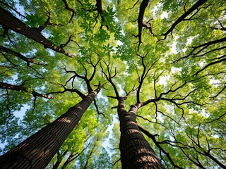 Fototapeta premium Majestic Canopy of Tall Trees Reaching Towards a Clear Blue Sky Illuminated by Soft Sunlight