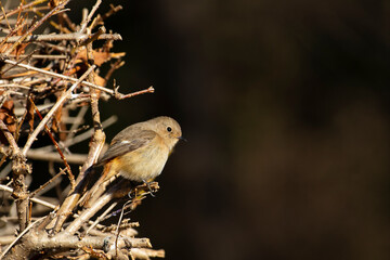 ジョウビタキ メス アップ