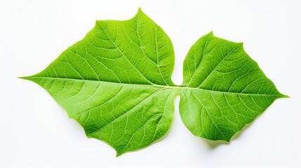 Obraz premium nature leaves on white