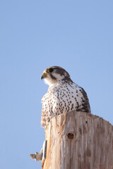 Female Kestrel falcon looking towards the sun