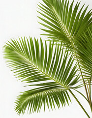 Obraz premium Vibrant green coconut palm leaves displayed against a pure white backdrop for a minimalistic tropical look