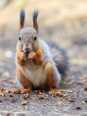 Squirrel in autumn hides nuts on the green grass with fallen yellow leaves