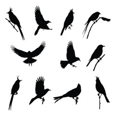 Obraz premium A Birds silhouettes collection illustration with white background
