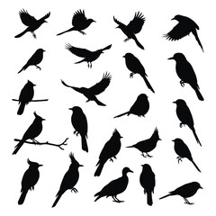 Fototapeta premium A Birds silhouettes collection illustration with white background