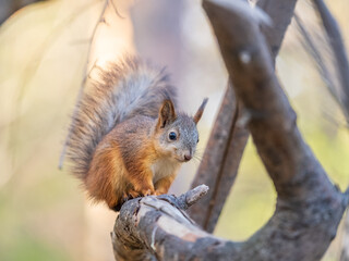 Squirrel sits on a branch in Autumn park