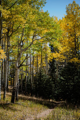 Fall time in Colorado with Aspens 