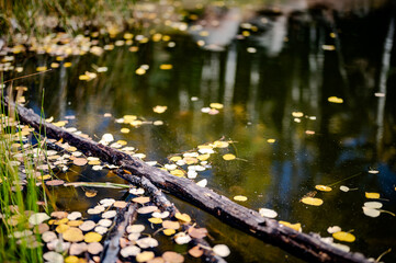 Fall time in Colorado with Aspens 