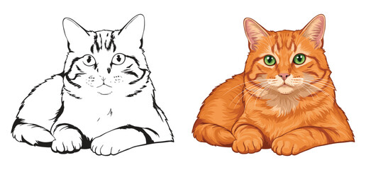 Obraz premium A cat Vector and silhouette illustration with white background