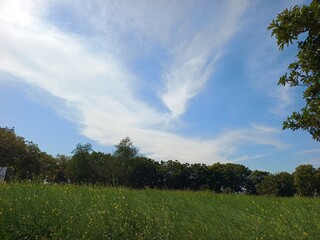 green field and blue sky
