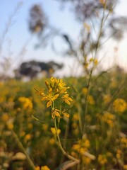 Brassica nigra