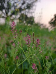Fumaria officinalis 