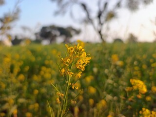 Brassica nigra