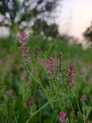 Fumaria officinalis 