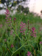 Fumaria officinalis