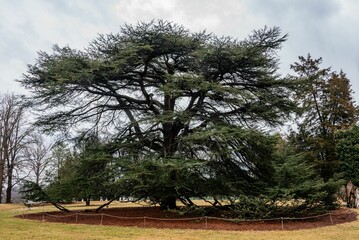 The Lebanon Cedar, Hampton National Historic Site, Maryland