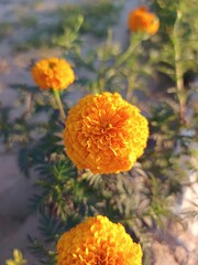 Tagetes erecta