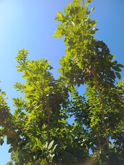 Fototapeta premium green leaves against blue sky