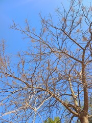 tree branches against blue sky