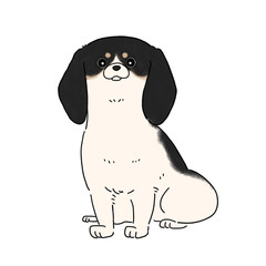 ミニチュアダックスフンド(パイボールド)