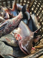 Fresh fish on ice at the market ready for a healthy seafood meal