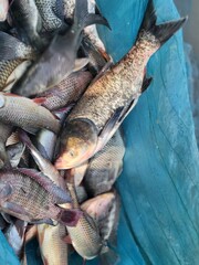 Fresh fish caught on net from pond, fish stock photography
