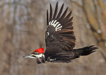 Pileated woodpecker flying in the forest, Quebec, Canada