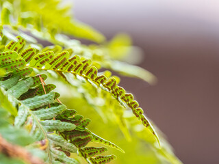 Common polypody fern Polypodium vulgare grows among thick moss.