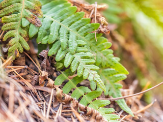 Common polypody fern Polypodium vulgare grows among thick moss.