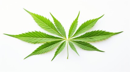 leaf cannabis leaves white background