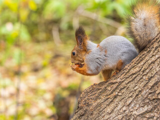 Portrait of a squirrel on a tree trunk