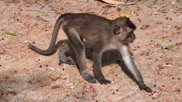 The monkey is eating fruit.