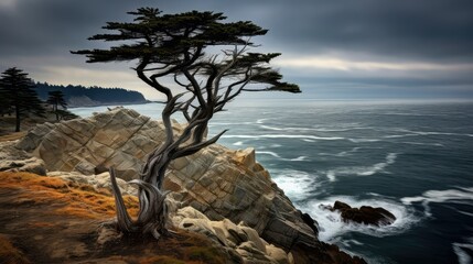 solitary ancient trees