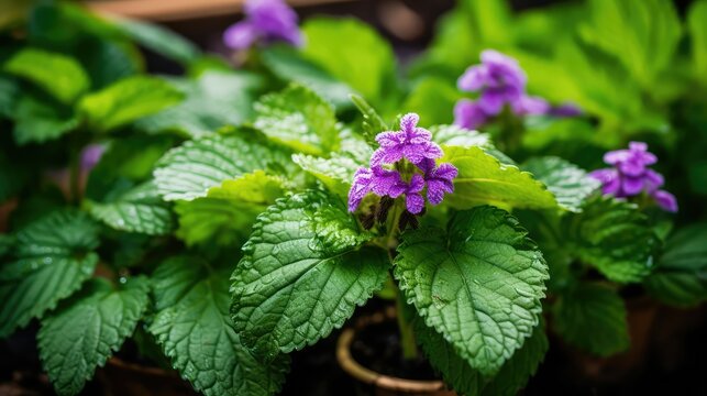 flowers patchouli plant