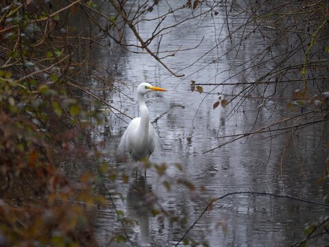Egret in a tranquil stream