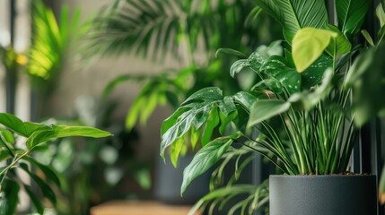 Obraz premium Sustainability at Home A modern, close-up view reveals the flourishing indoor jungle of a personal finance enthusiast, showcasing how investing in greenery can not only enhance their living space but