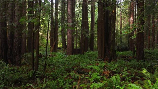 Redwood National and State Parks redwoods forest sun rays mist fog rain aerial drone California USAL Beach giant sequoia tallest tree dense green foliage Lost Coast Trail nature landscape right motion