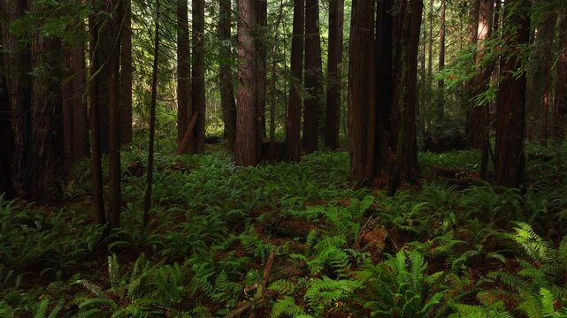 Redwoods forest sun mist fog rain aerial drone California Redwood National and State Parks USAL Beach giant sequoia tallest tree dense green foliage Lost Coast Trail nature landscape forward motion