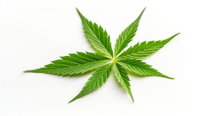 Obraz premium single hemp leaf isolated