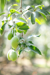 Plum Mango or Marian Plum fruit tree in tropical garden.