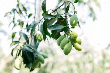 Plum Mango or Marian Plum fruit tree in tropical garden.