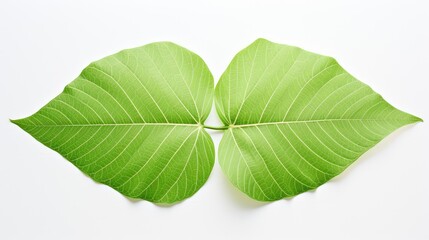 Obraz premium unique green leaves white background