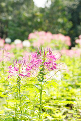Obraz premium Cleome or Spider flower or Bee plants cheerful blooming in park.