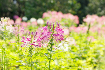 Obraz premium Cleome or Spider flower or Bee plants cheerful blooming in park.