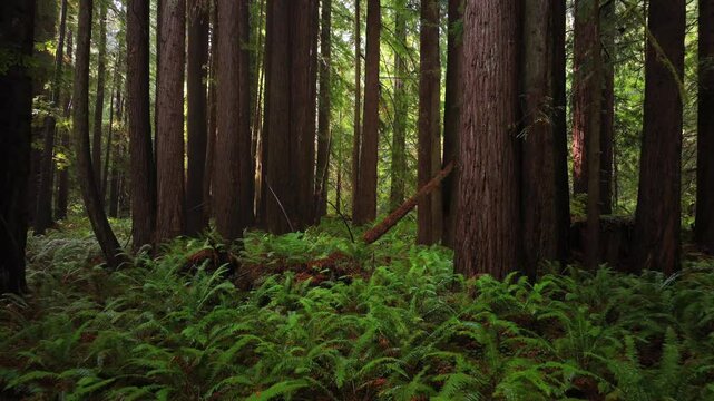 Redwood National and State Parks redwoods forest mist fog rain aerial drone California USAL Beach giant sequoia tallest tree dense green foliage Lost Coast Trail nature landscape backwards motion