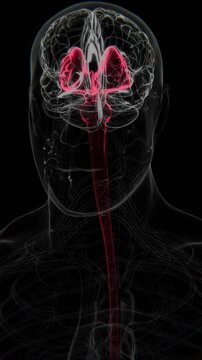 Parkinson&rsquo;s Disease effected organs in Vertical X-Ray Video | Substantia Nigra Basal Ganglia Indication in Vertical X-Ray HD Video | Parkinson&rsquo;s Disease