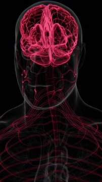 Parkinson&rsquo;s Disease effected organs in Vertical X-Ray Video | Brain Indication in Vertical X-Ray HD Video | Parkinson&rsquo;s Disease