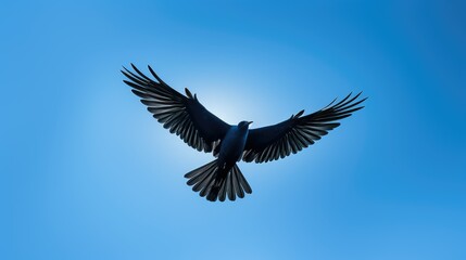 Obraz premium sky back lit blue background