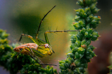 spider on the web yellow color jumping spider 