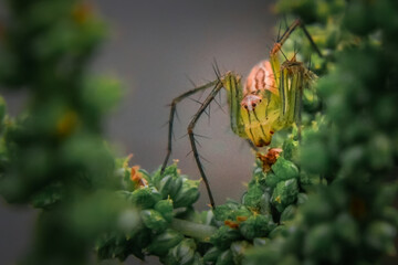 Spider on leeb yellow color jumping spider 